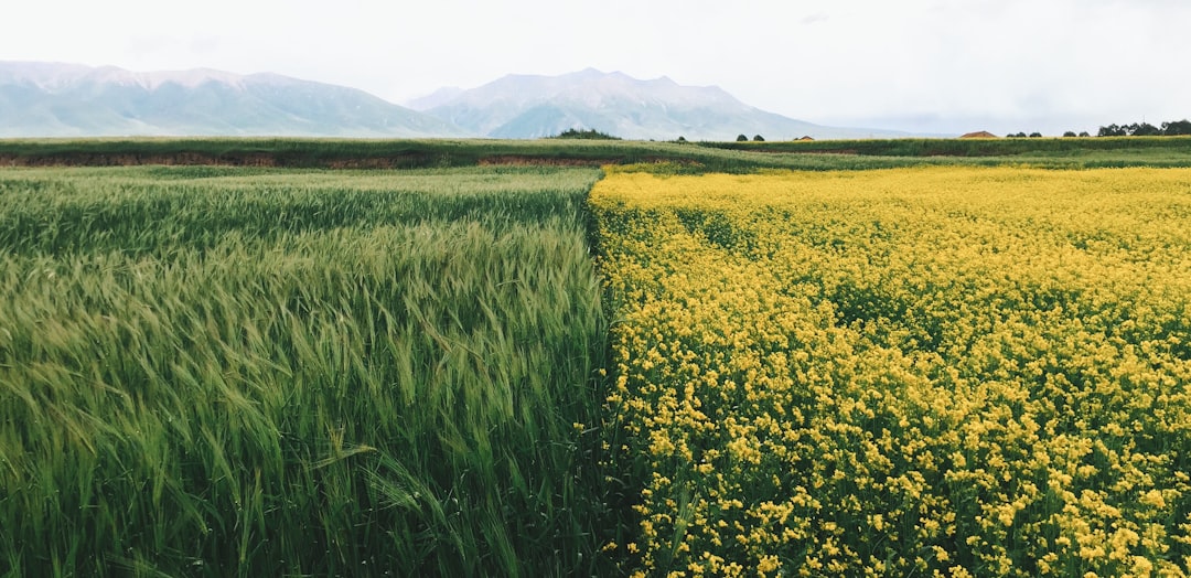 field of yellow petaled flowers, Green and yellow fields