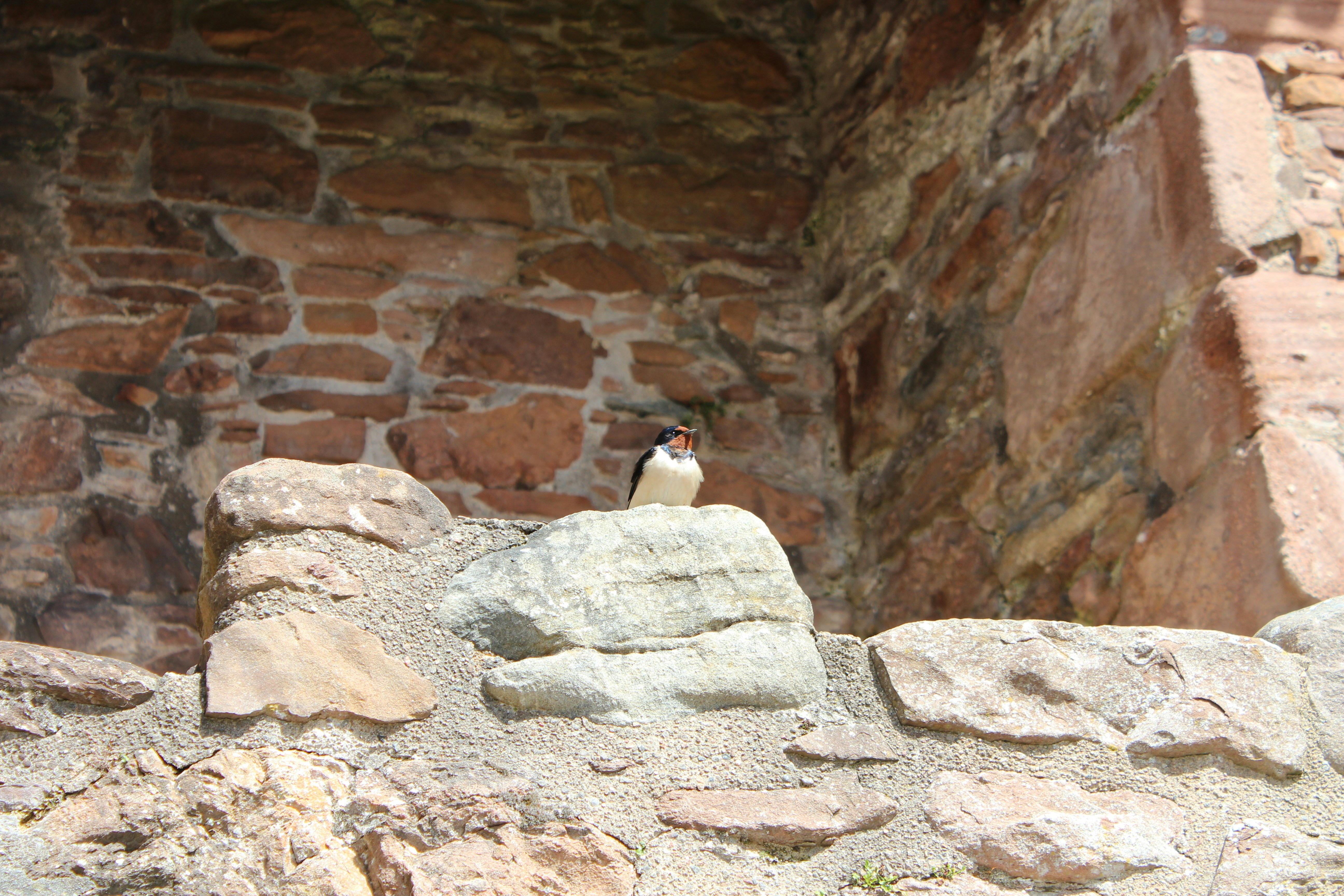 Free Unsplash photo from Saskia Schneider