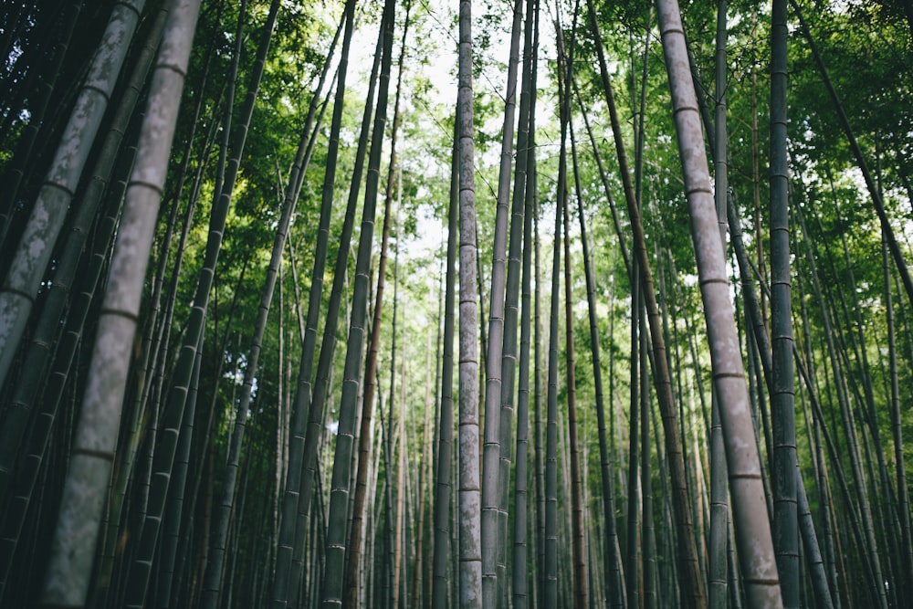 low angle photography of bamboo trees