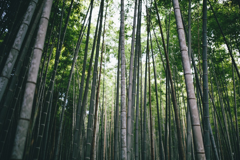 Fotografía de ángulo bajo de árboles de bambú