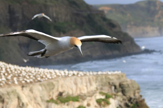 selective focus photography of seagull in Muriwai Beach New Zealand