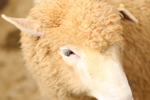 A close-up of a healthy sheep showcasing its wool.