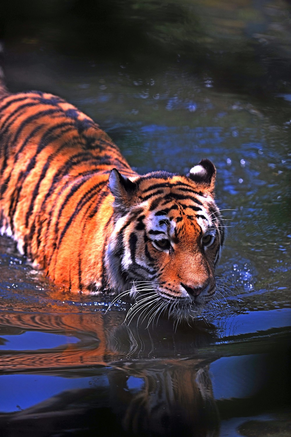 fotografia a fuoco superficiale di tigre marrone e nera