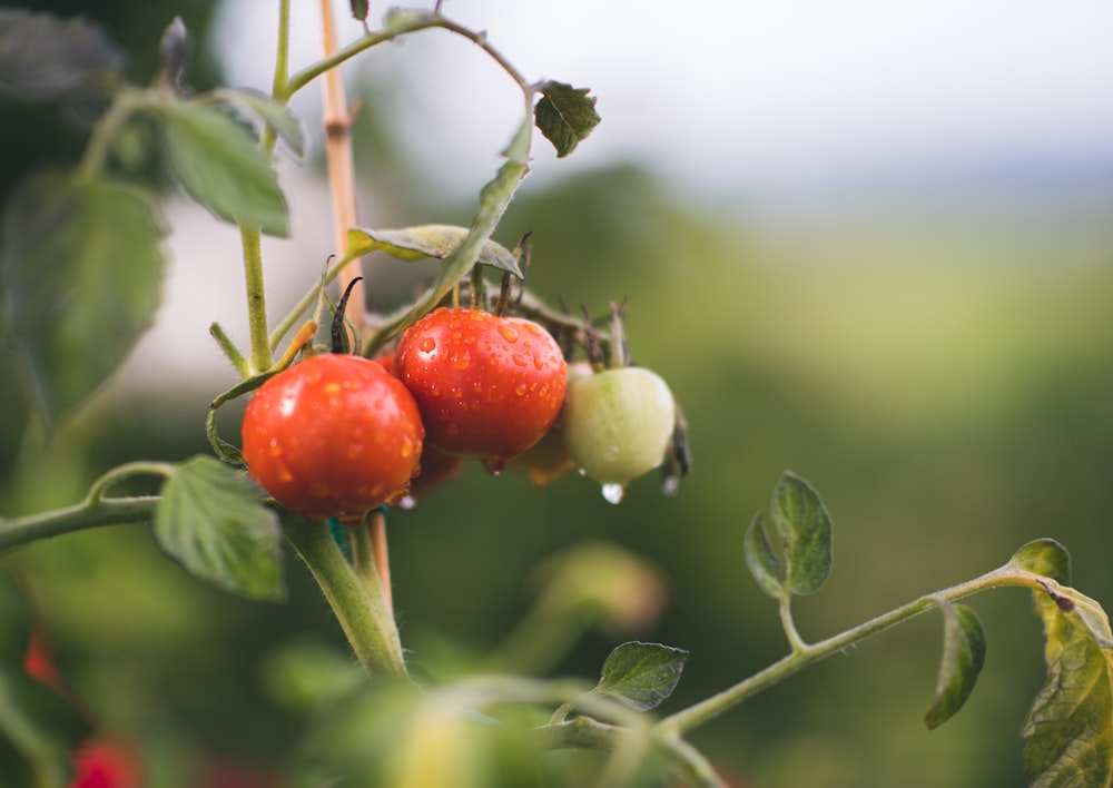 red and green round fruits