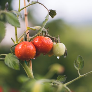 red and green round fruits