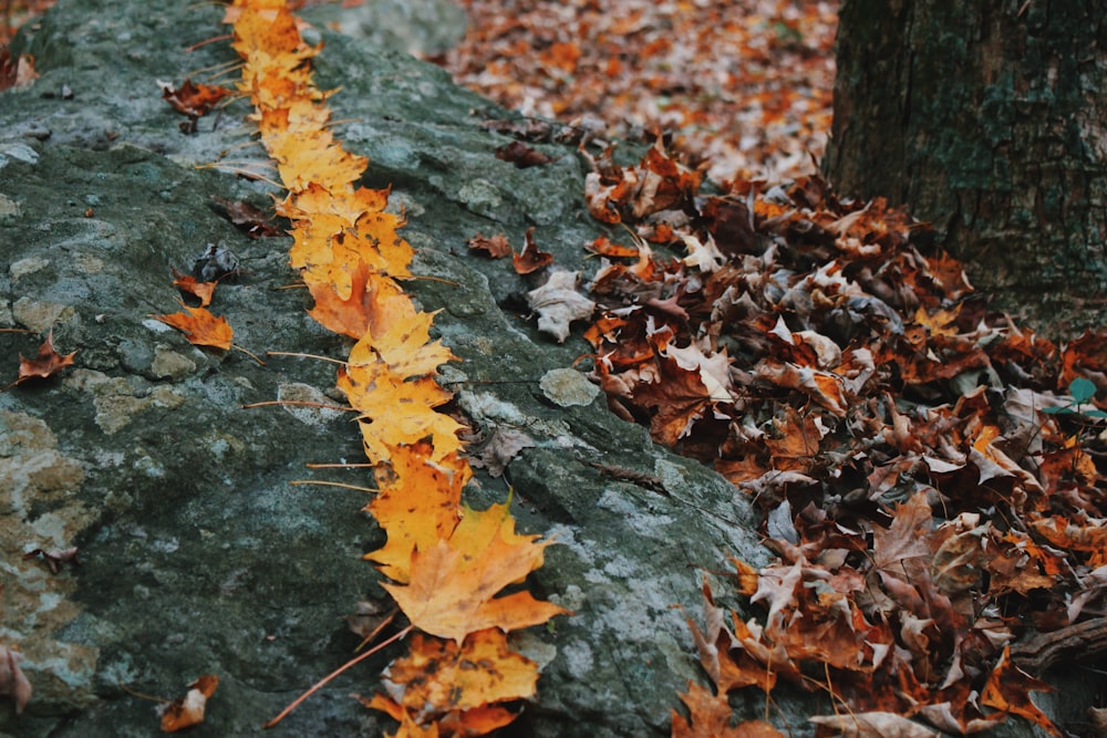 brown maple leaves