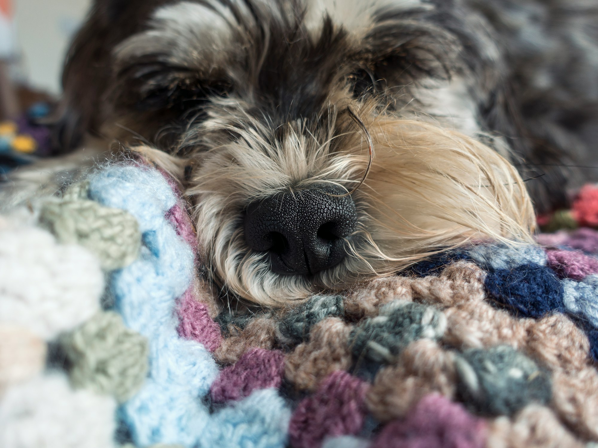 Dog Allergy Testing