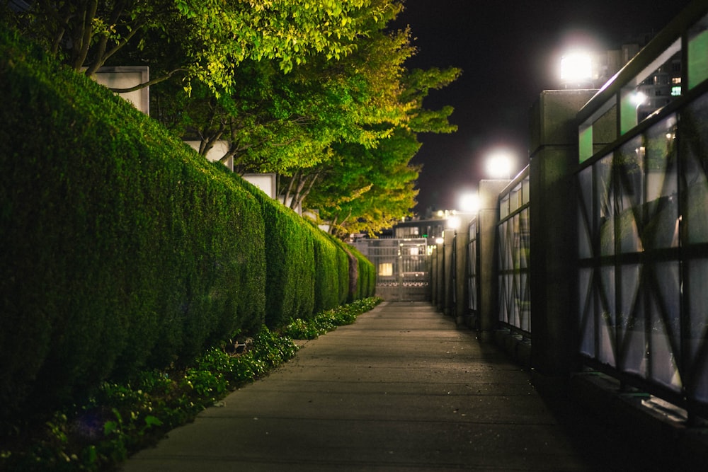 green trees on gray concrete pathway during night time