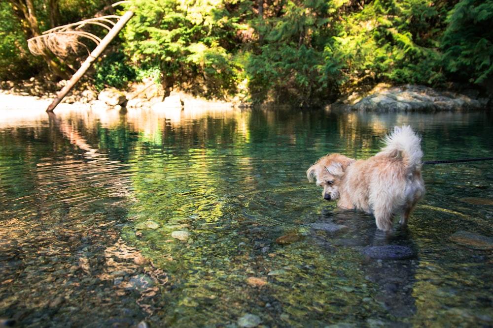 brown long coated dog on river during daytime