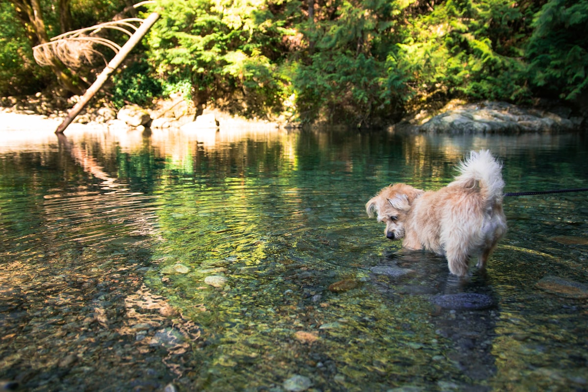 Dog wading through a calm river surrounded by nature