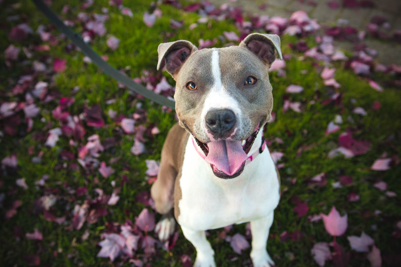 A happy adoptable shelter dog surrounded by fallen flower petals