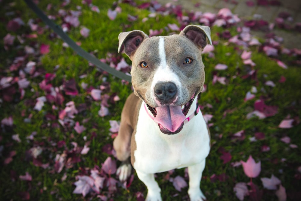 灰色のリードを持つショートコートの黄褐色と白い犬