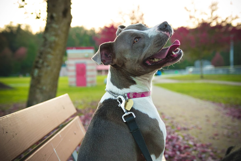 Pitbull Terrier americano in bianco e nero che si siede su una panca di legno marrone durante il giorno