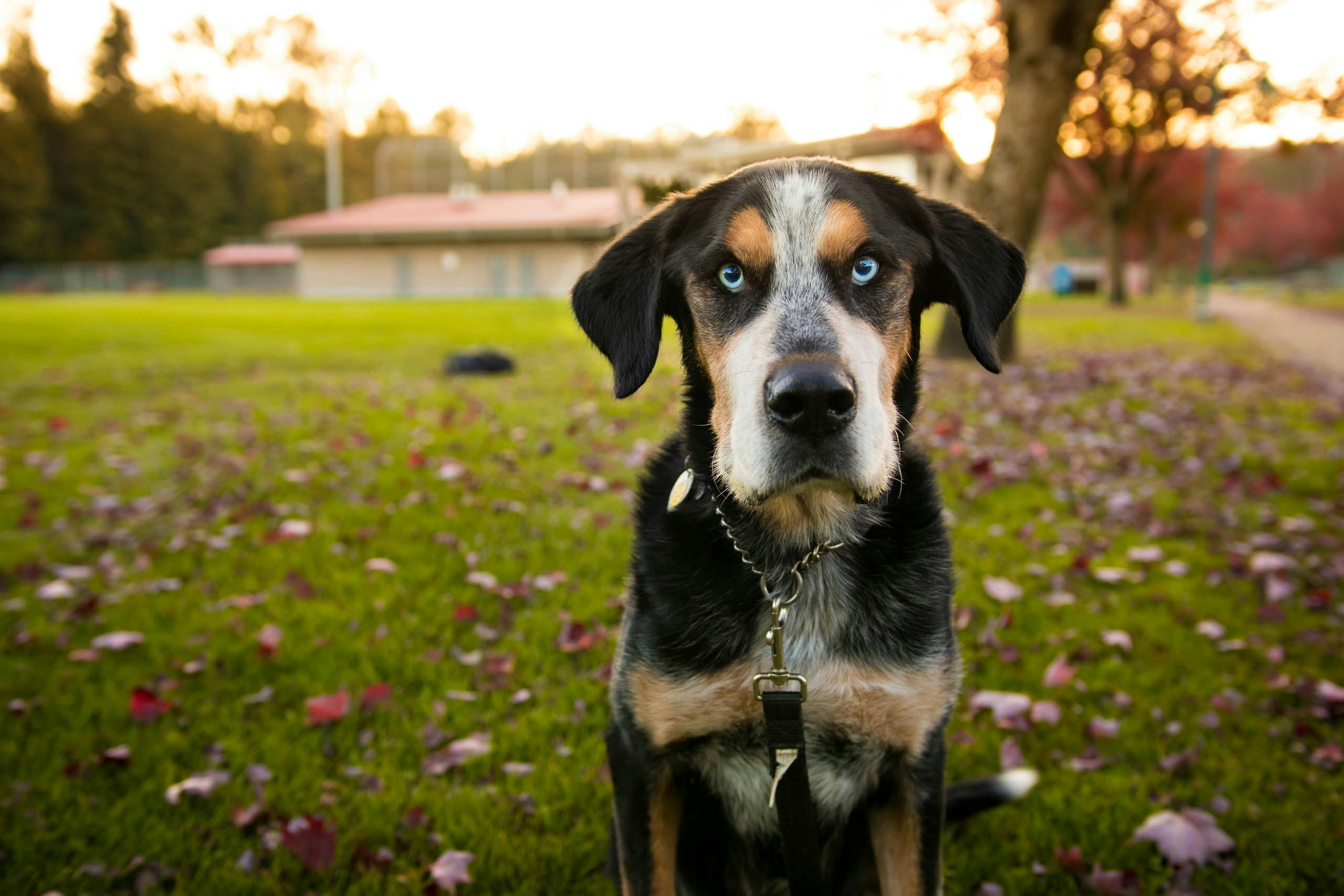 black and tan short coat dog on green grass field during daytime