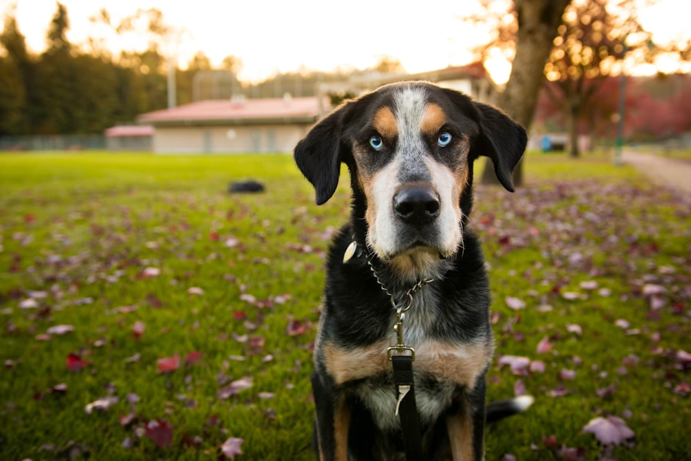 昼間の緑の芝生の上の黒と黄褐色のショートコート犬