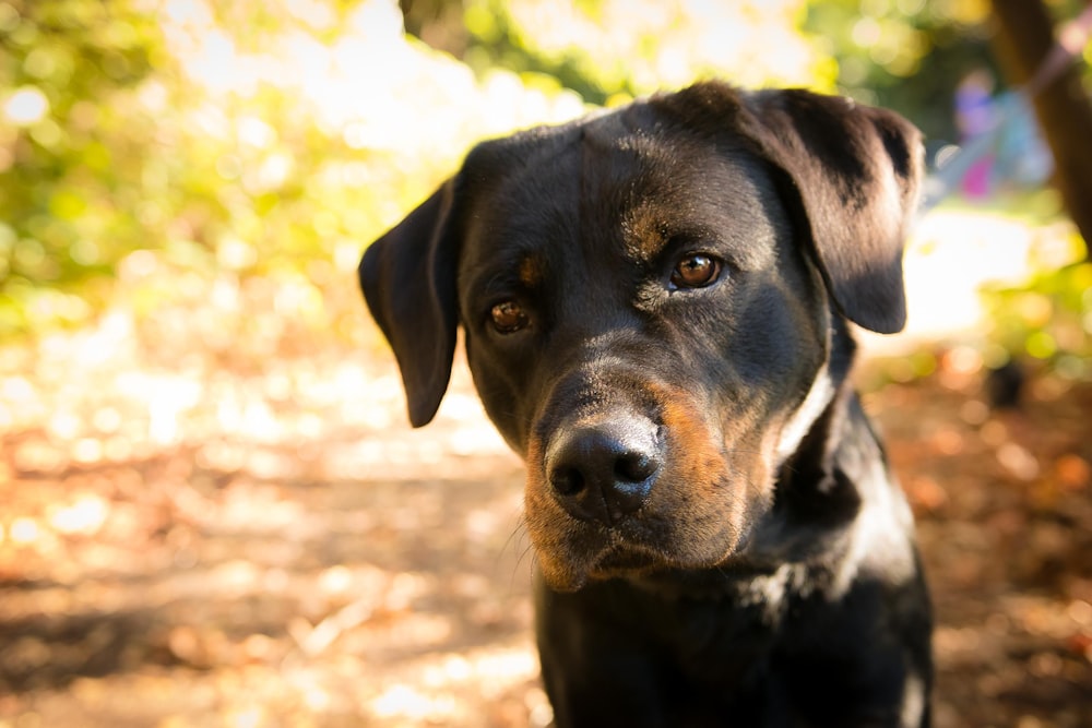 black and tan short coat medium sized dog