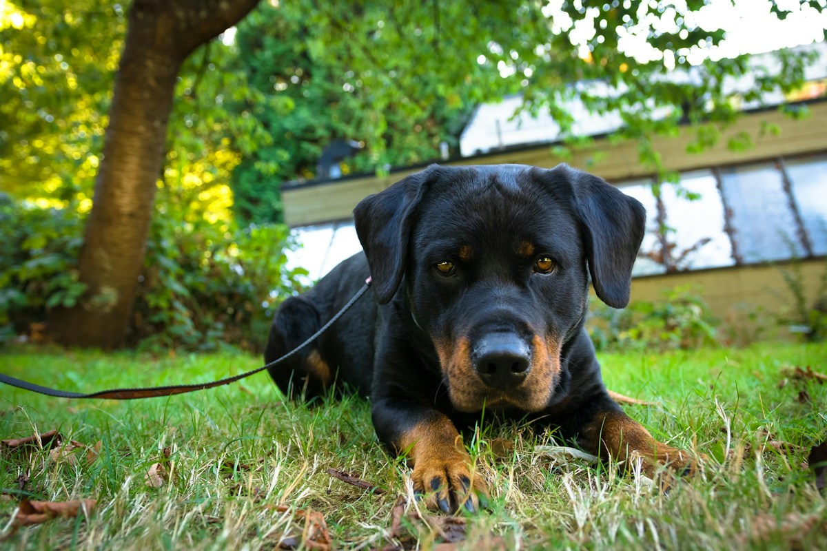 Rottweiler preto e castanho deitado na grama com a guia presa à coleira