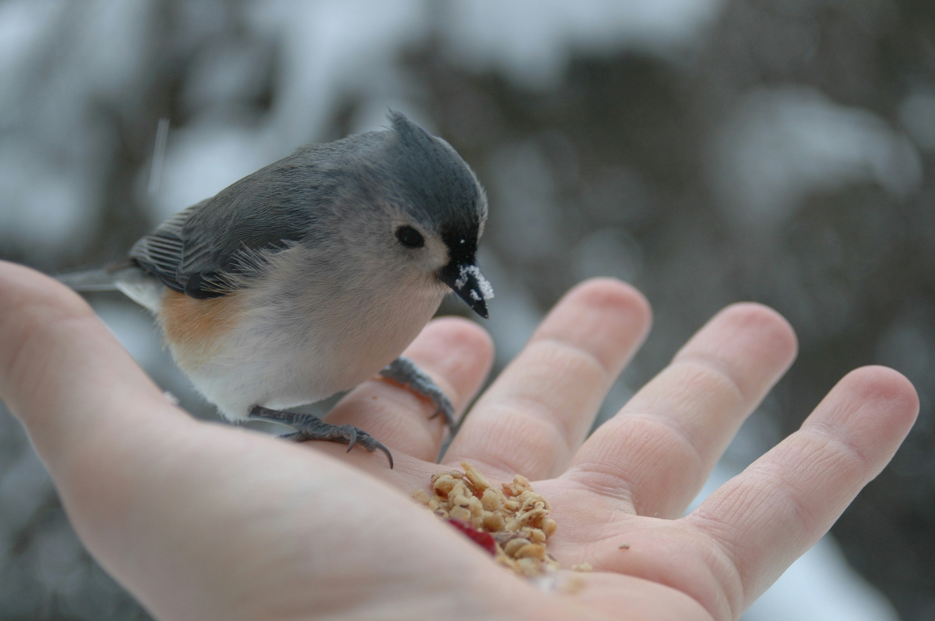 Free Unsplash photo from Clayton Holmes