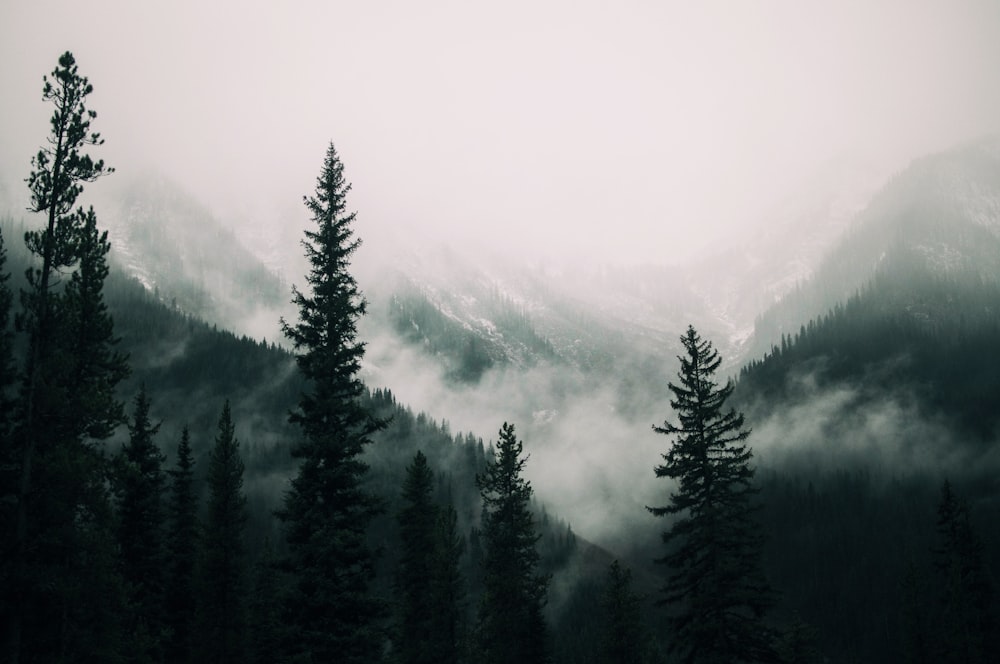 foggy forest