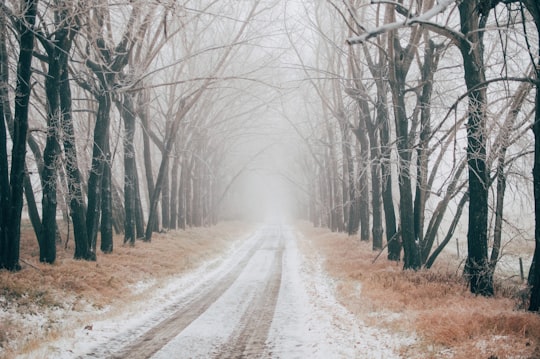 photo of Cochrane Forest near Calgary Tower