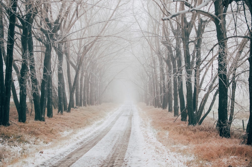 road between bare trees during daytime