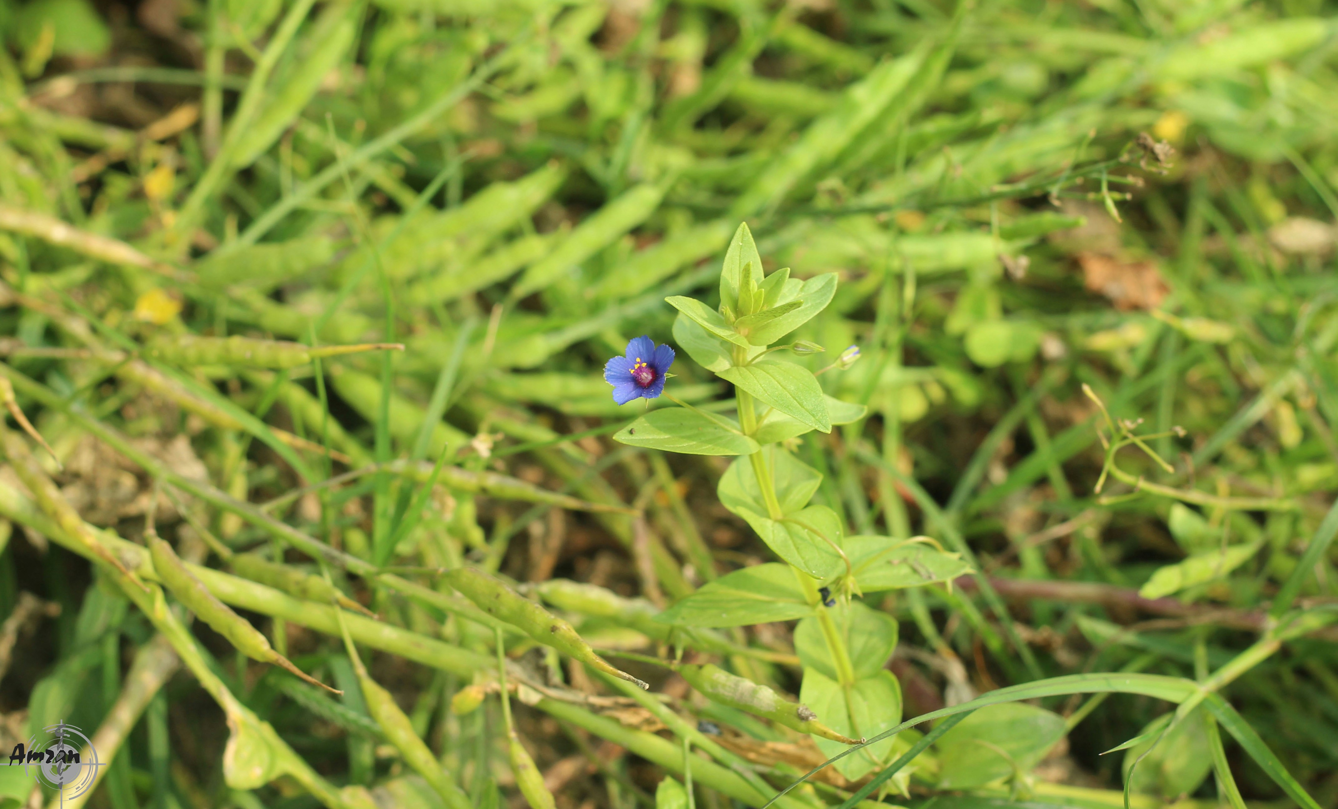 Free Unsplash photo from Amran Rahman