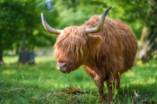 brown yak on green grass field during daytime in Bottnaryd Sweden