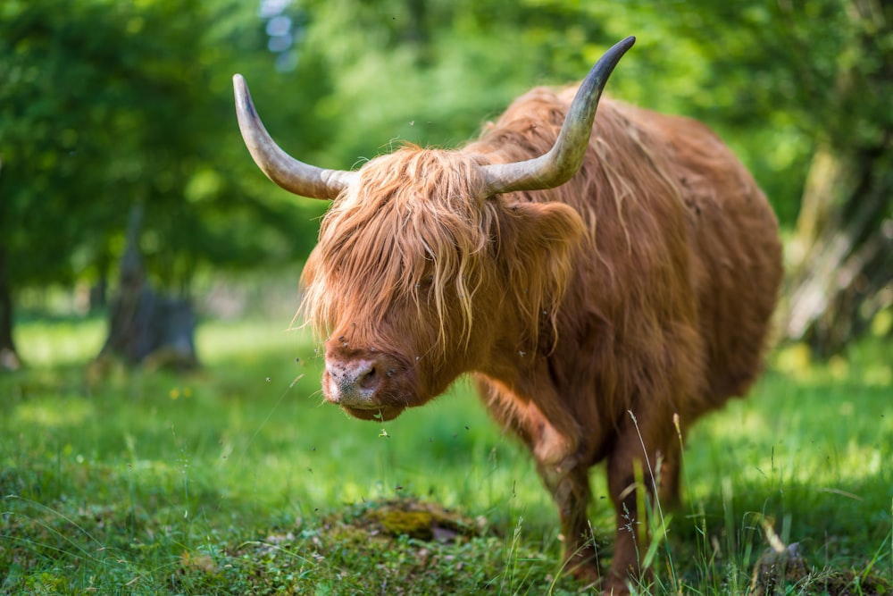 brown yak on green grass field during daytime