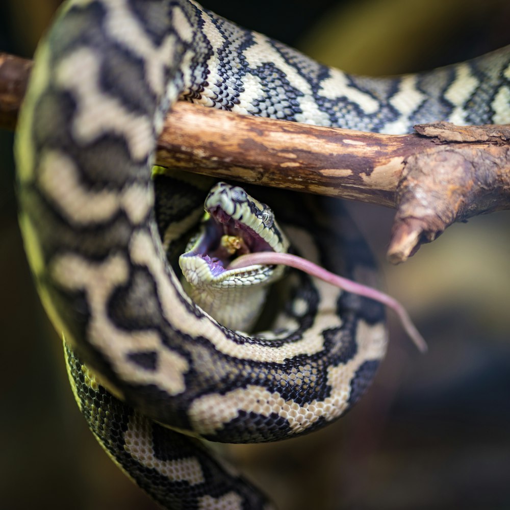 selective focus photo of black and beige snake on branch