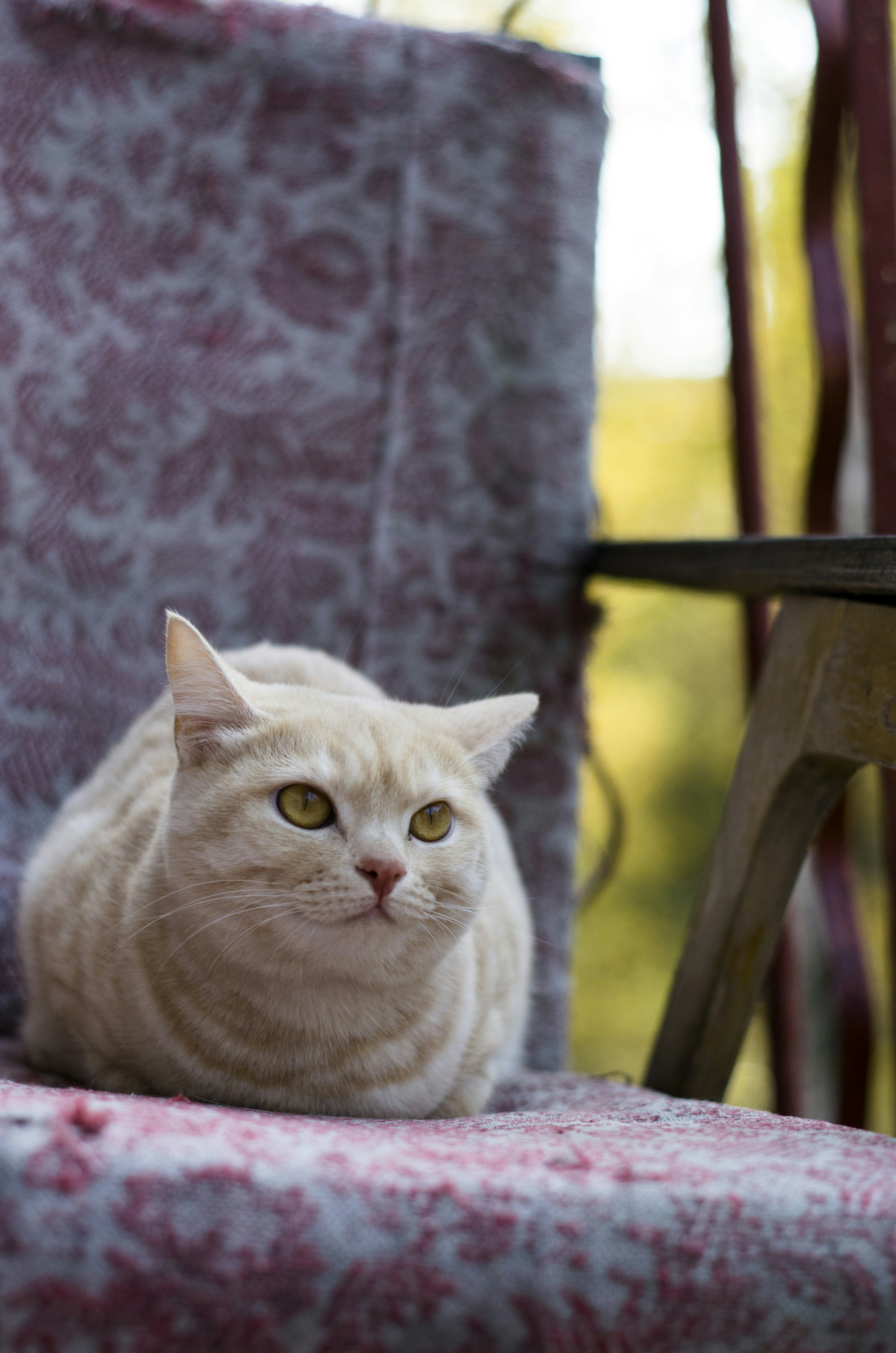 Free Unsplash photo from Ira Ryabchikova