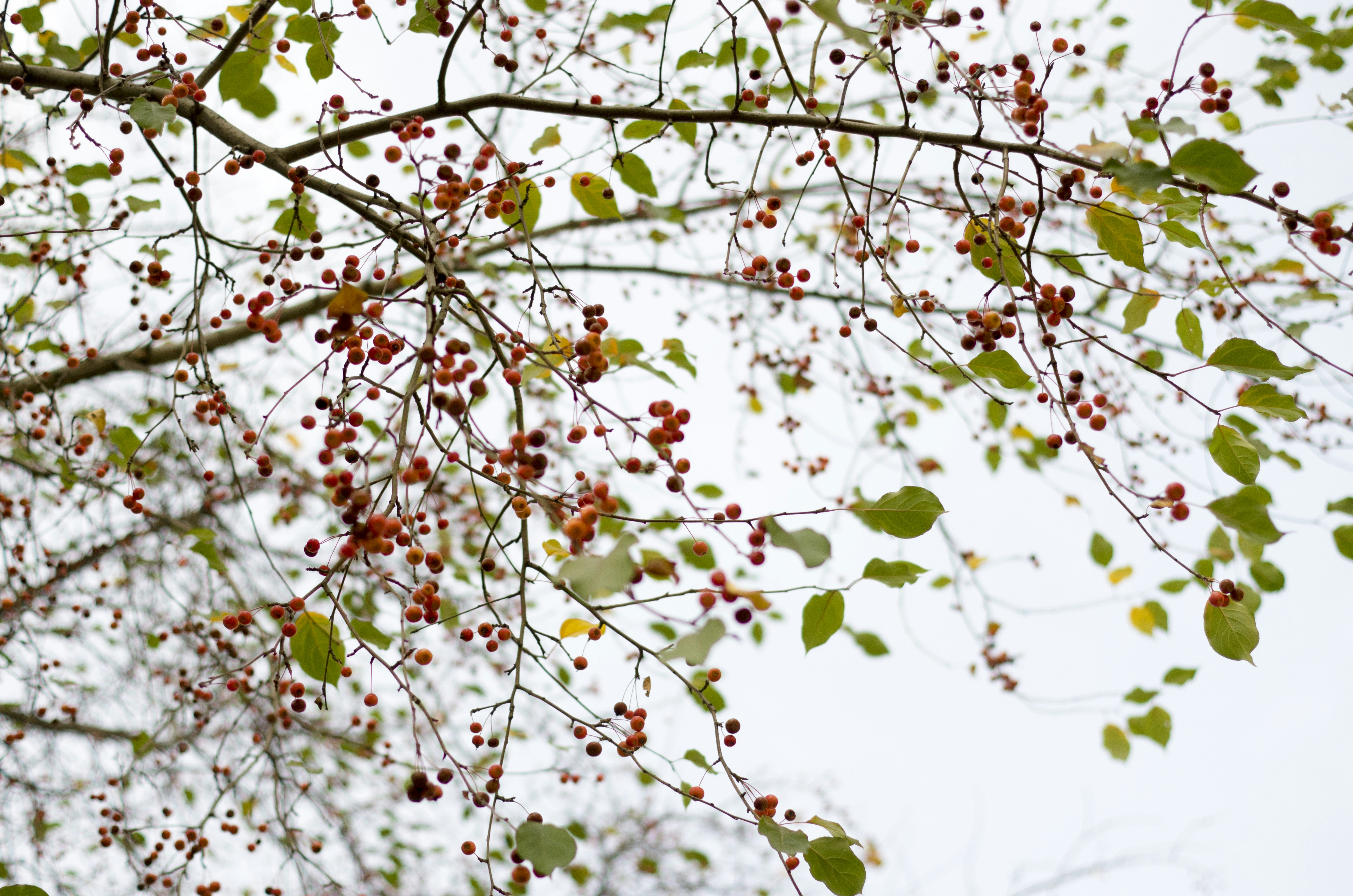 Free Unsplash photo from Ira Ryabchikova