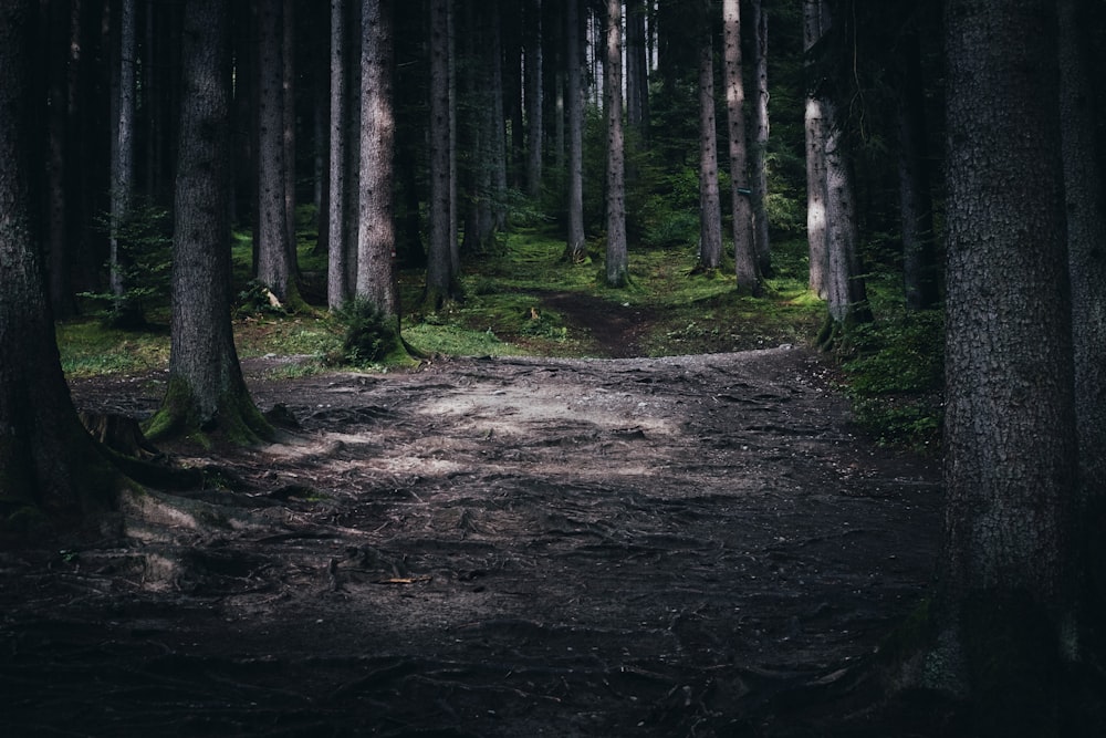 Macchie di sole sul suolo della foresta coperte da un groviglio di radici