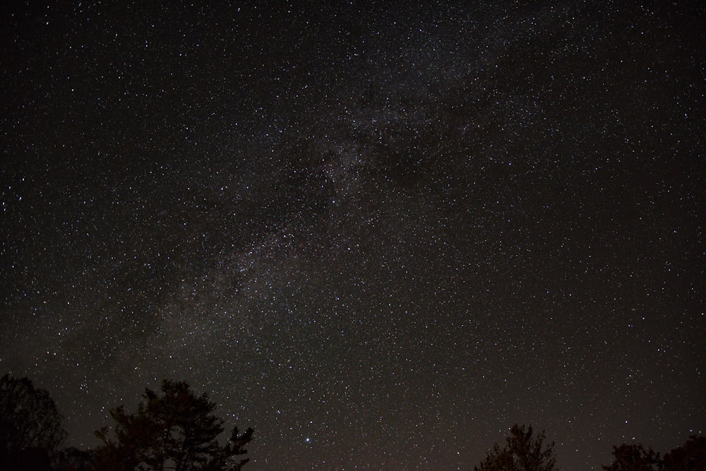 O céu noturno está cheio de estrelas e árvores