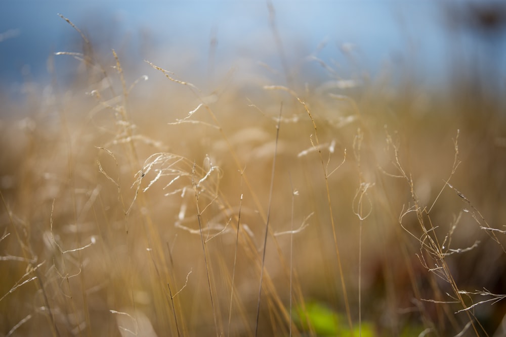 selective focus photography of brown grains