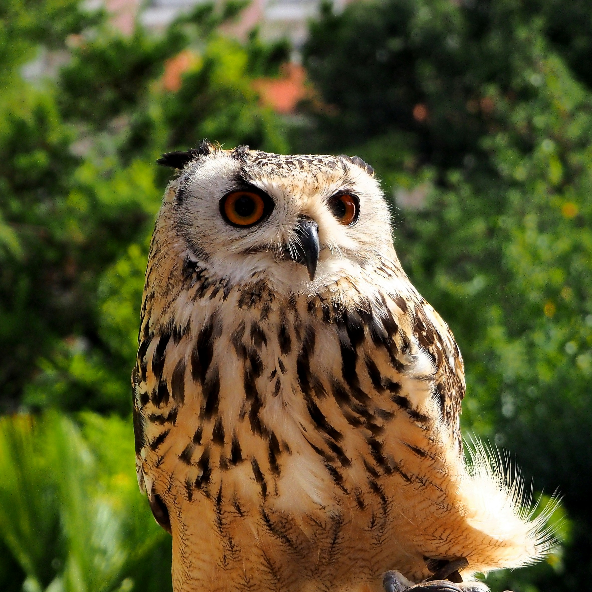 Free Unsplash photo from Vitalie Volontir