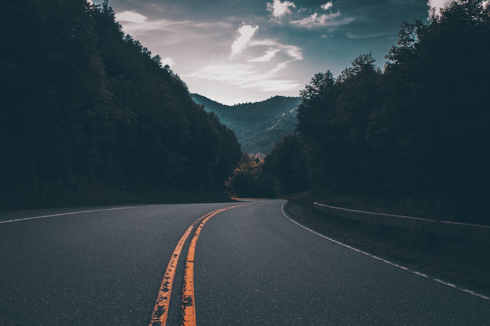 gray concrete road between trees