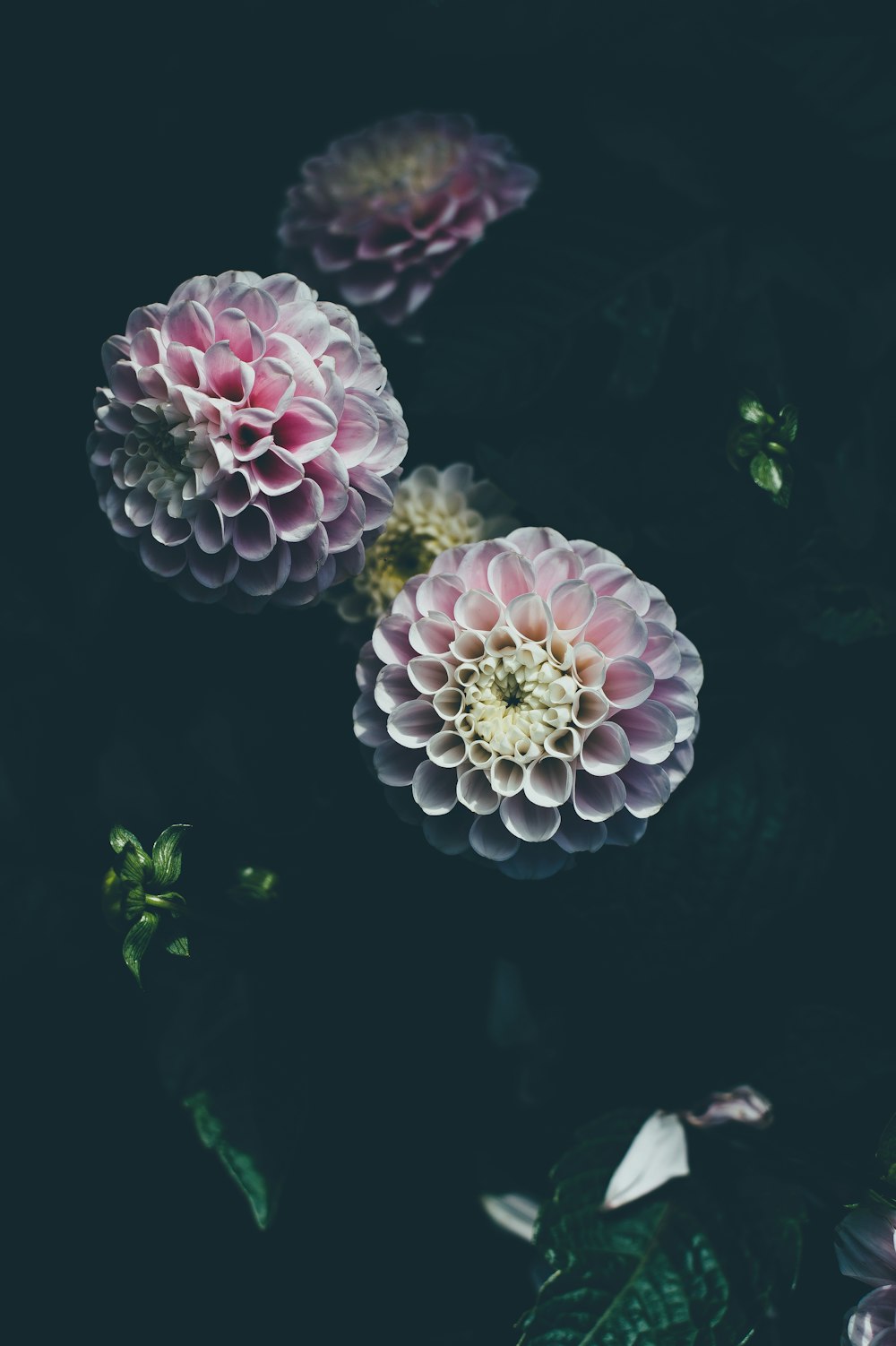 Foto de primer plano de flor de clavel rosa