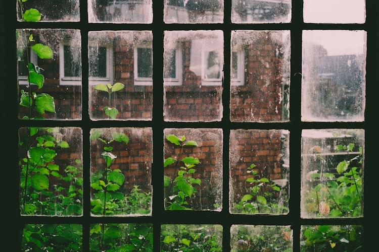 The side of a brick building with greenery in the foreground, viewed through a grungy window.