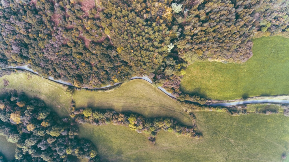 Fotografía de vista aérea de árboles verdes
