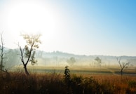 A serene landscape photograph capturing a misty morning.