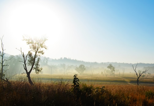 A serene countryside scene with morning mist and soft sunlight.