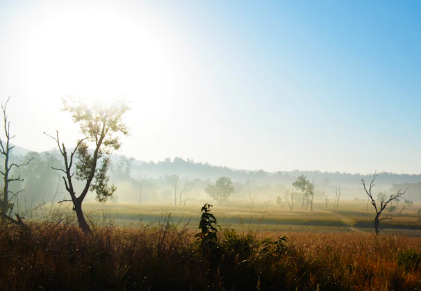 Calm morning mist drifting over a serene countryside with soft green fields.