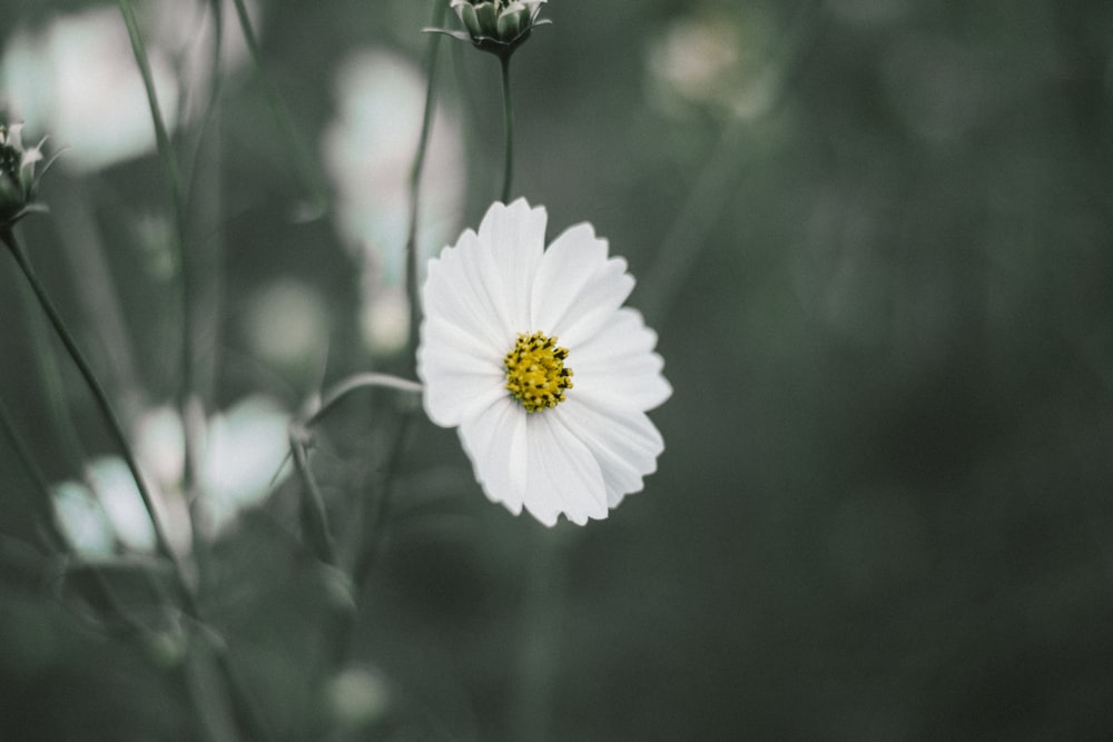 Foto a colori selettiva del fiore bianco della margherita