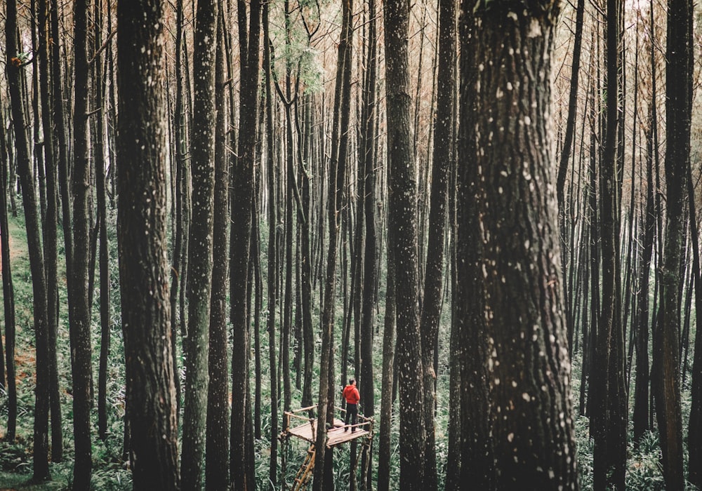 man standing on a tree stand surrounded by forest trees