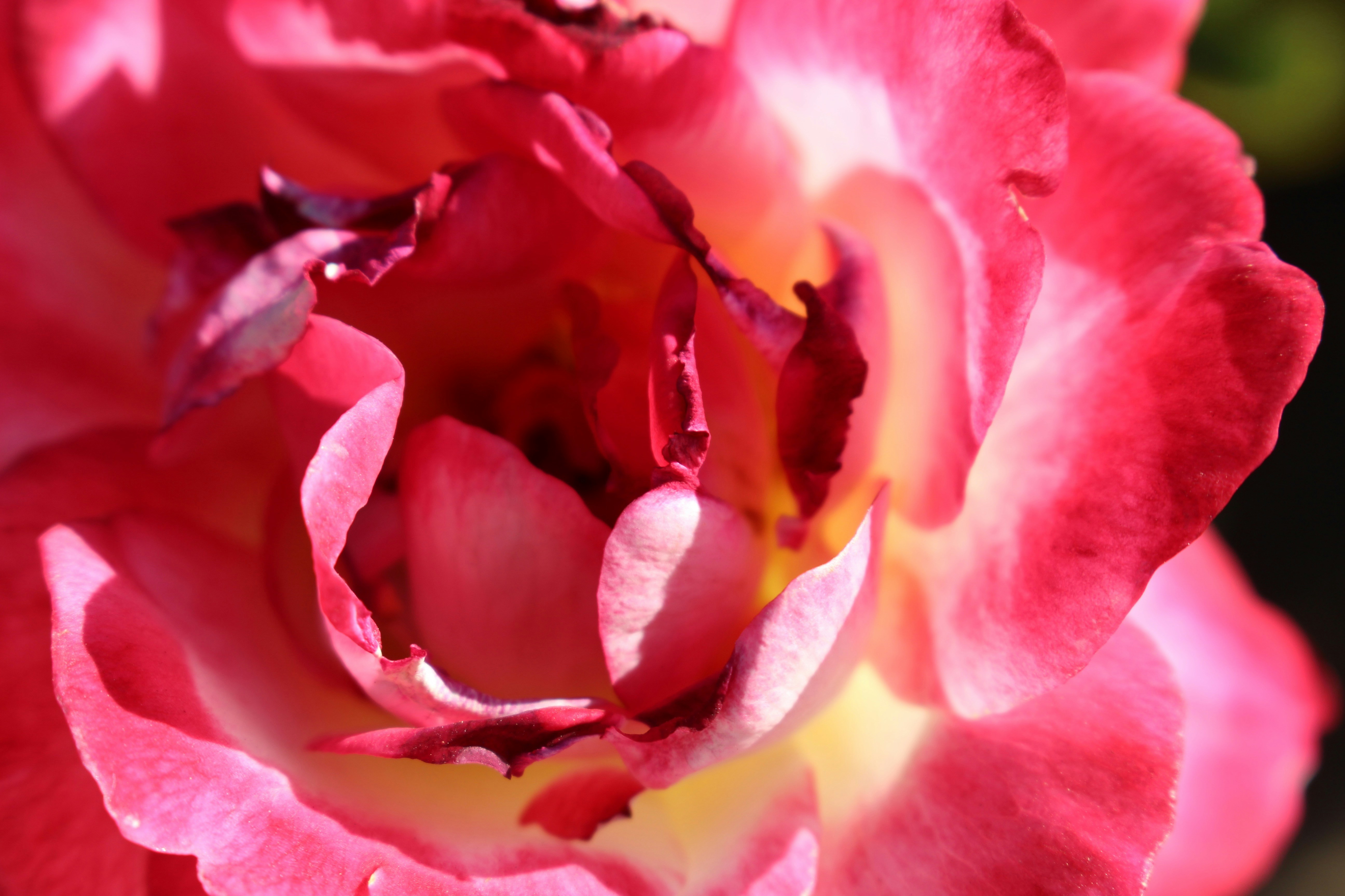 Free Unsplash photo from Nathalia Caramaschi