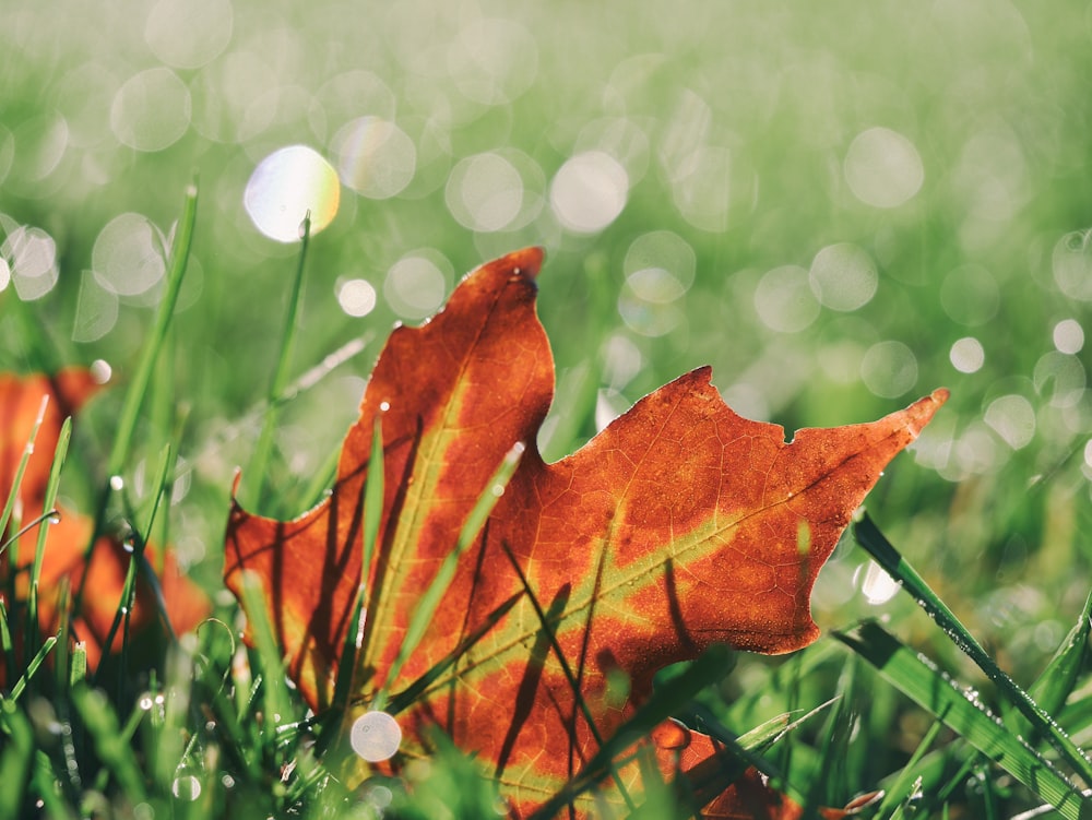잔디에 붉은 단풍잎의 매크로 사진
