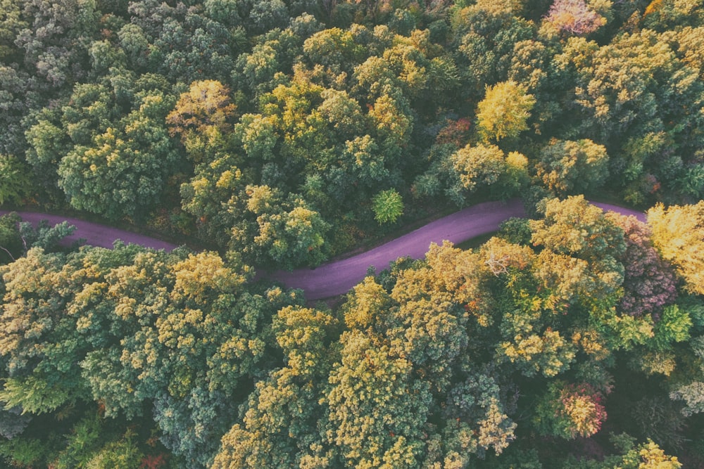 Photographie aérienne d’une route violette entre les arbres pendant la journée