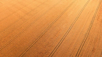 Aerial view of laser-leveled wheat and rice fields with straight planting rows under a clear sky.