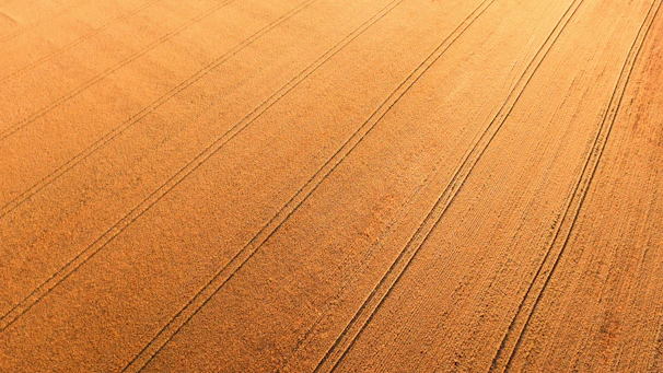 Aerial view of laser-leveled wheat and rice fields with straight planting rows under a clear sky.