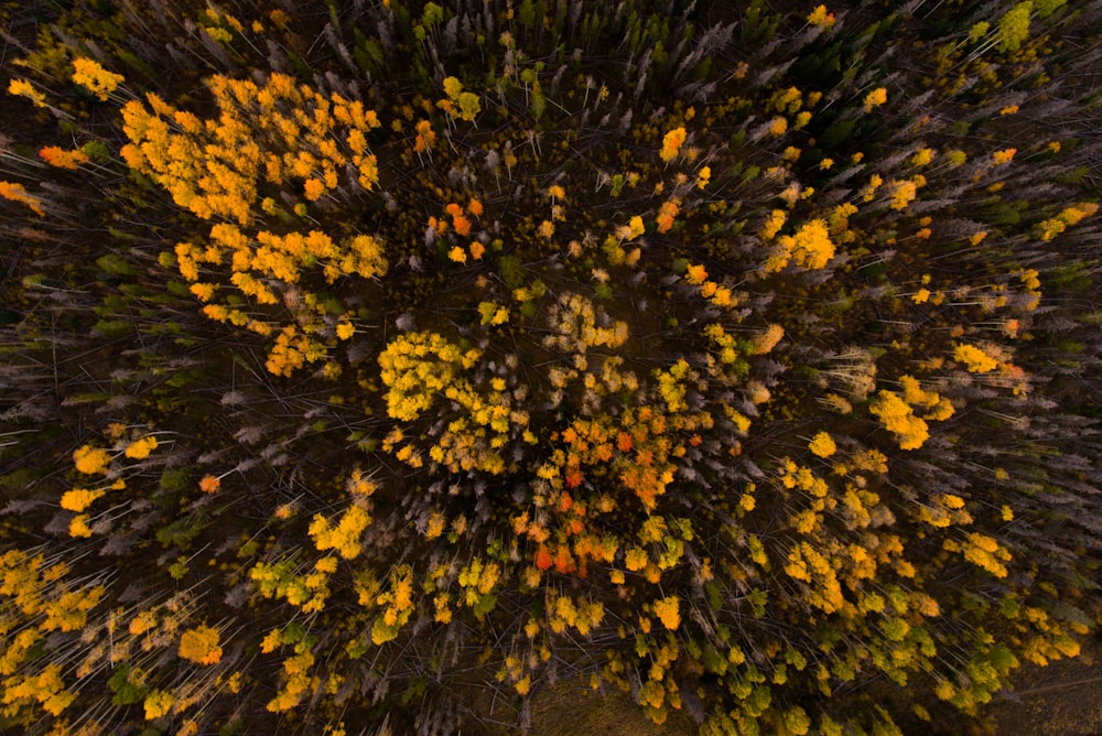 árboles de hojas amarillas